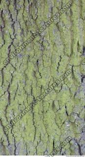 Tree Bark 0041